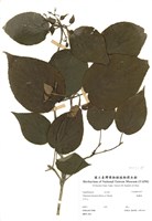 藏品(假繡球)的圖片